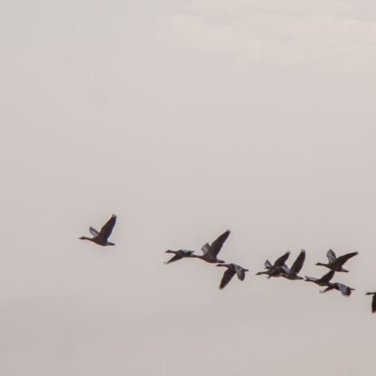 Services - Cloud Advisory & Migration